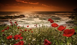 Poppies Over The Sea