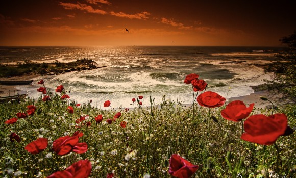 Poppies Over The Sea